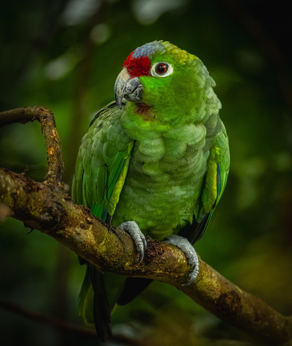 Diademed Amazon - ML629957653