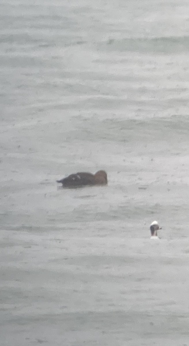 King Eider - ML629957793