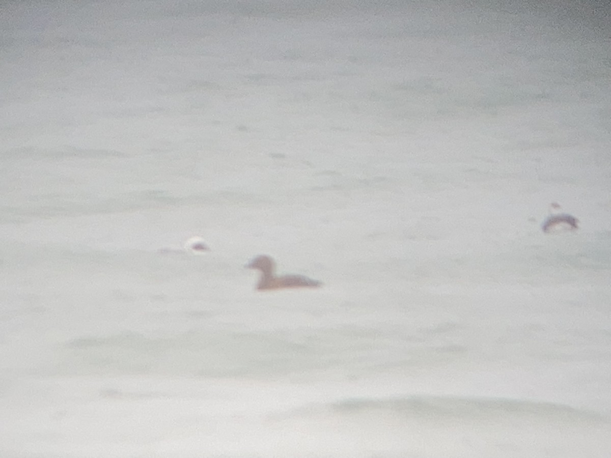 King Eider - ML629957794