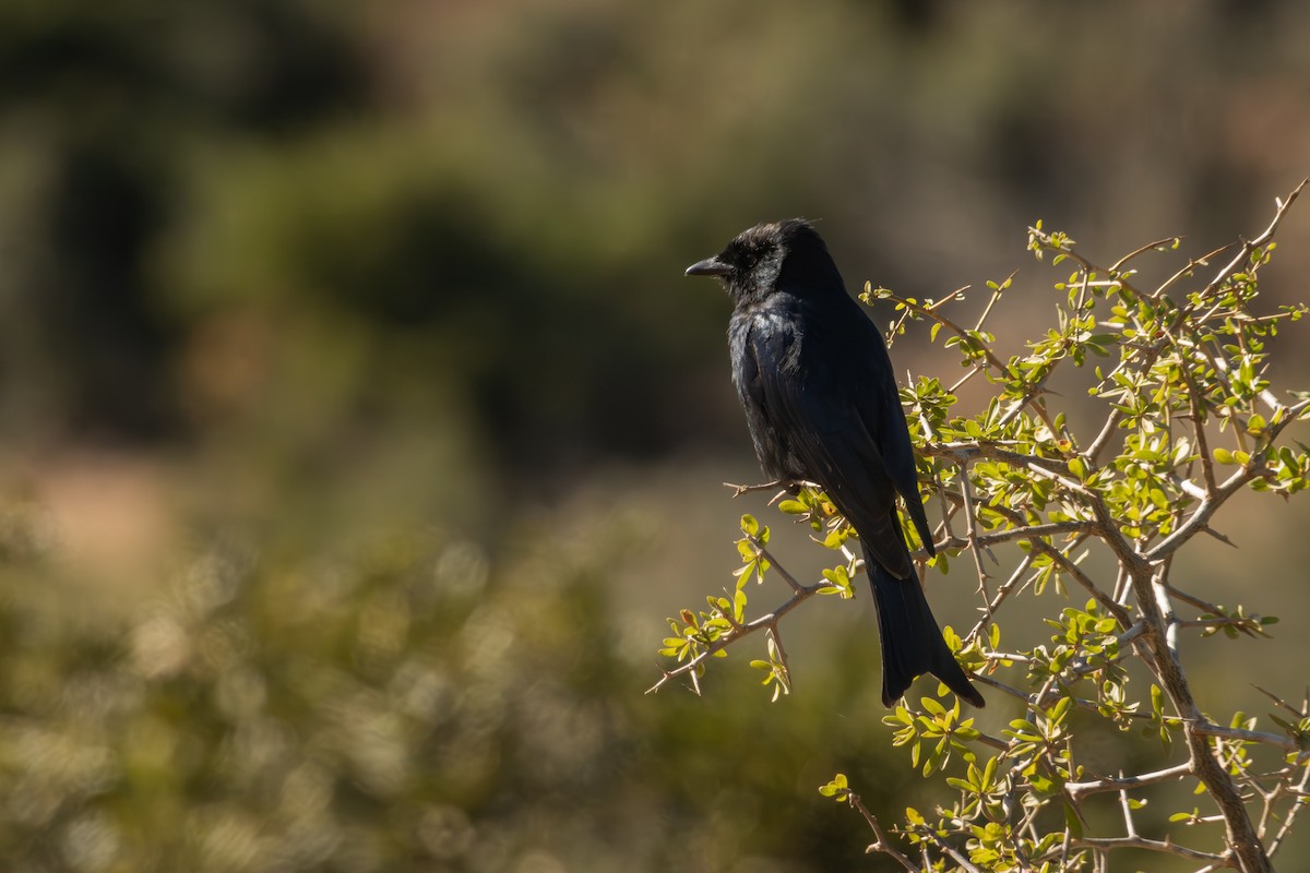 Fork-tailed Drongo - Antonio Rodriguez-Sinovas
