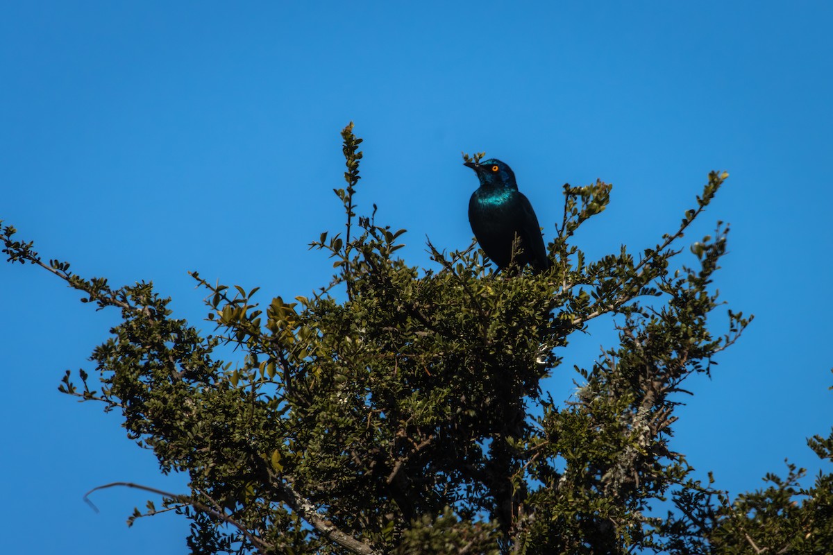 Cape Starling - Antonio Rodriguez-Sinovas