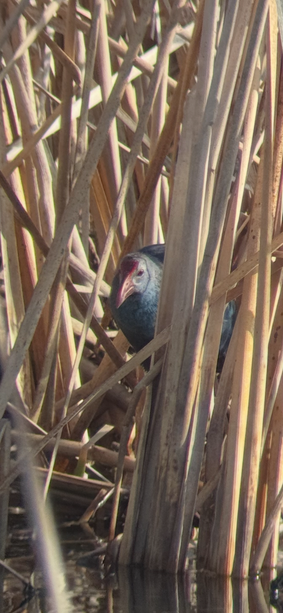 Gray-headed Swamphen - ML629958132