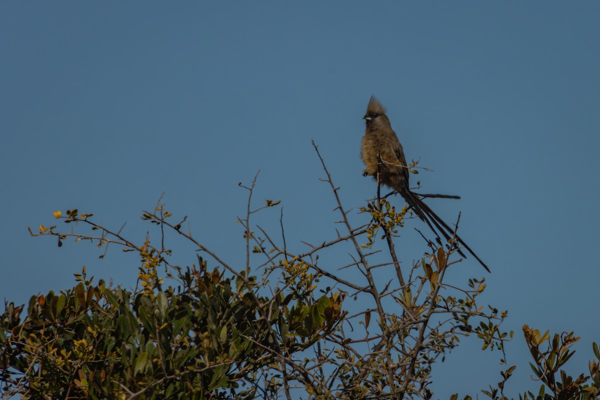 Speckled Mousebird - Antonio Rodriguez-Sinovas