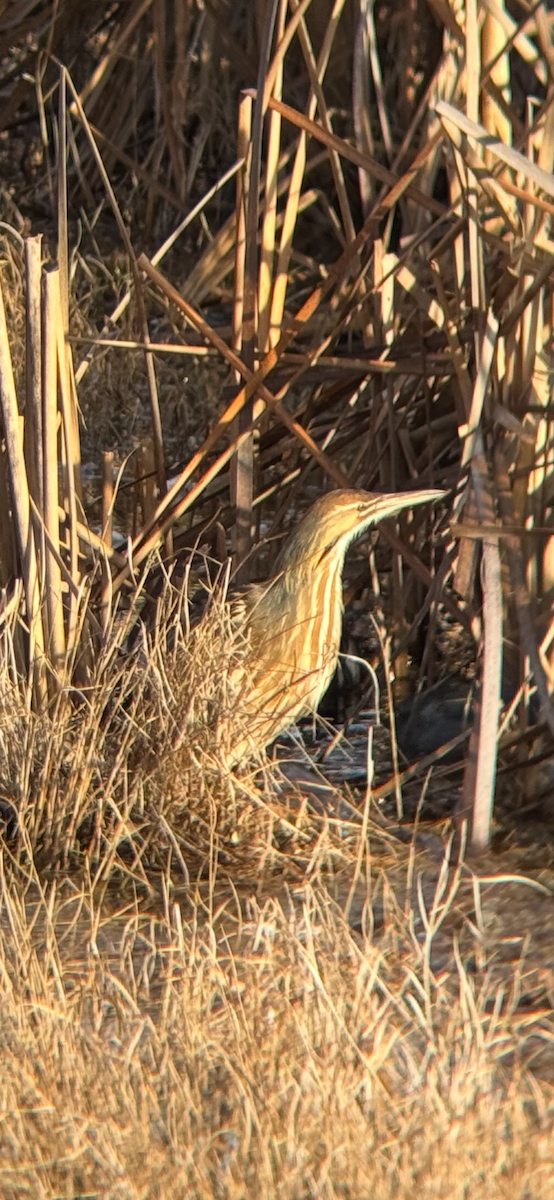 American Bittern - ML629958142