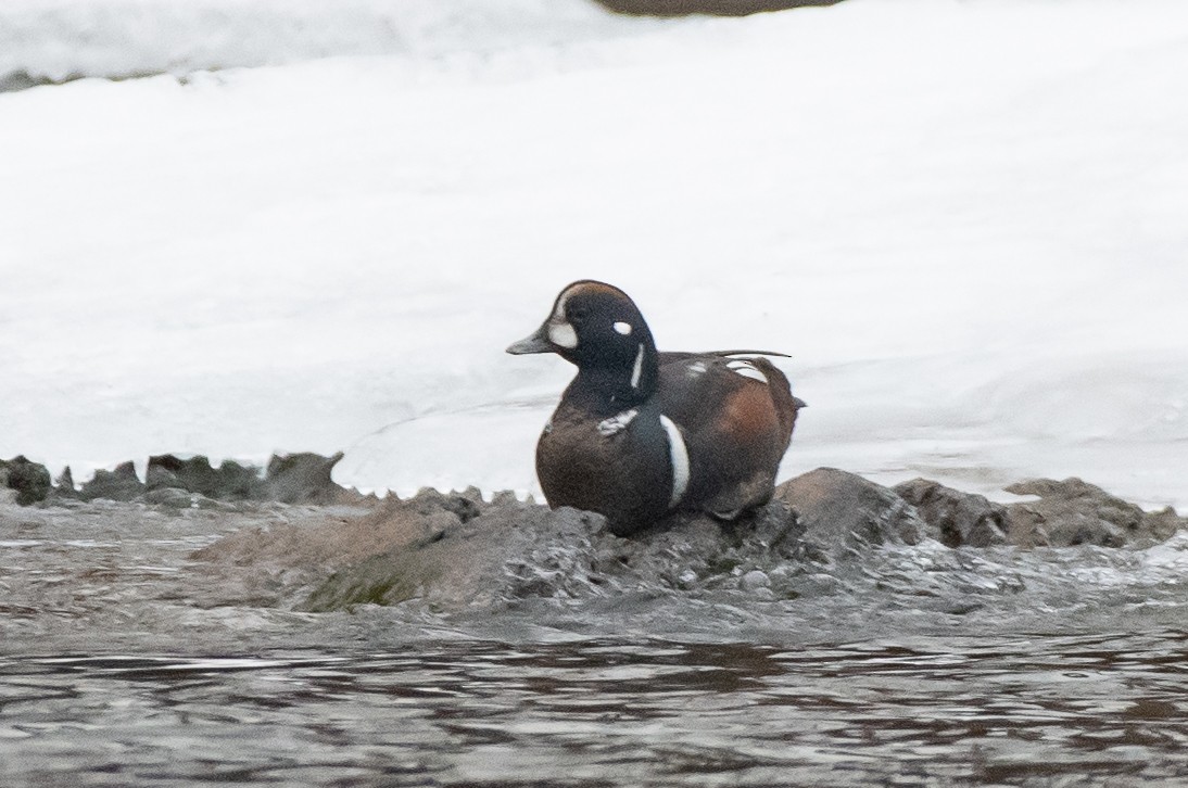 Harlequin Duck - ML629958154