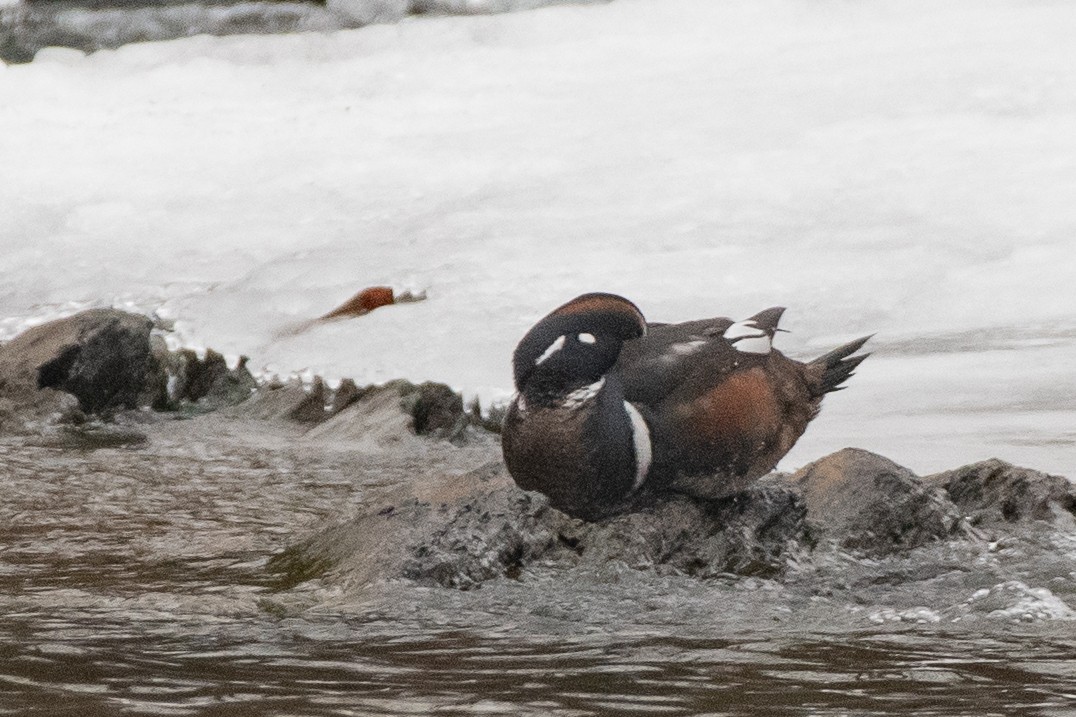 Harlequin Duck - ML629958155