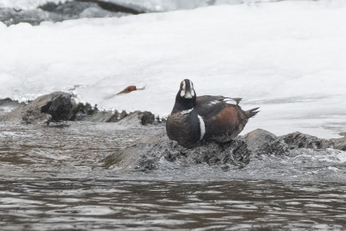Harlequin Duck - ML629958156