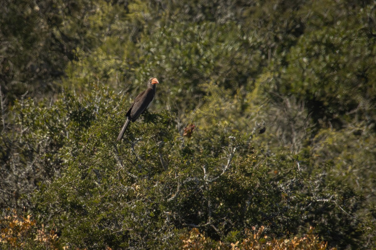 Crowned Hornbill - Antonio Rodriguez-Sinovas