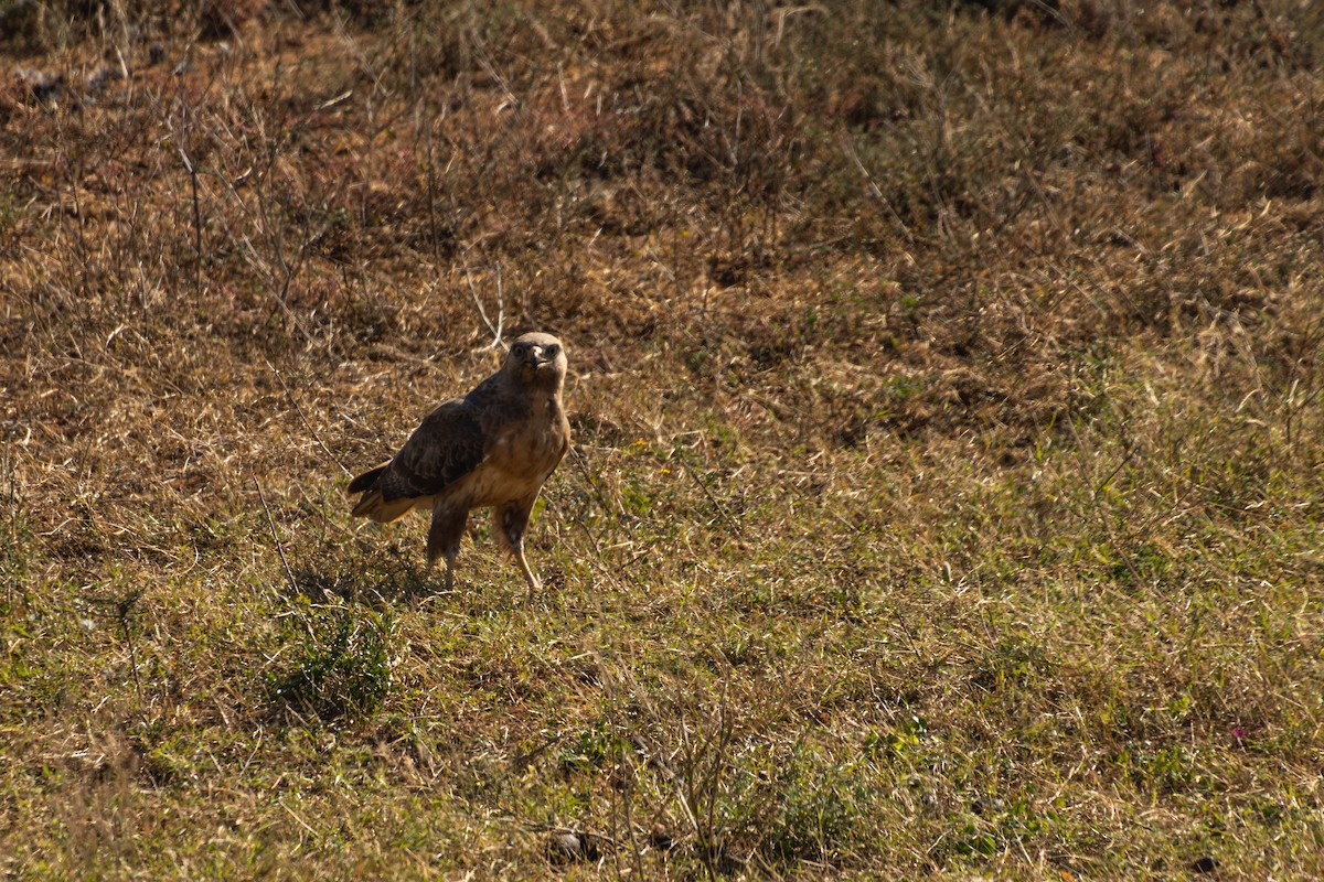 Jackal Buzzard - Antonio Rodriguez-Sinovas