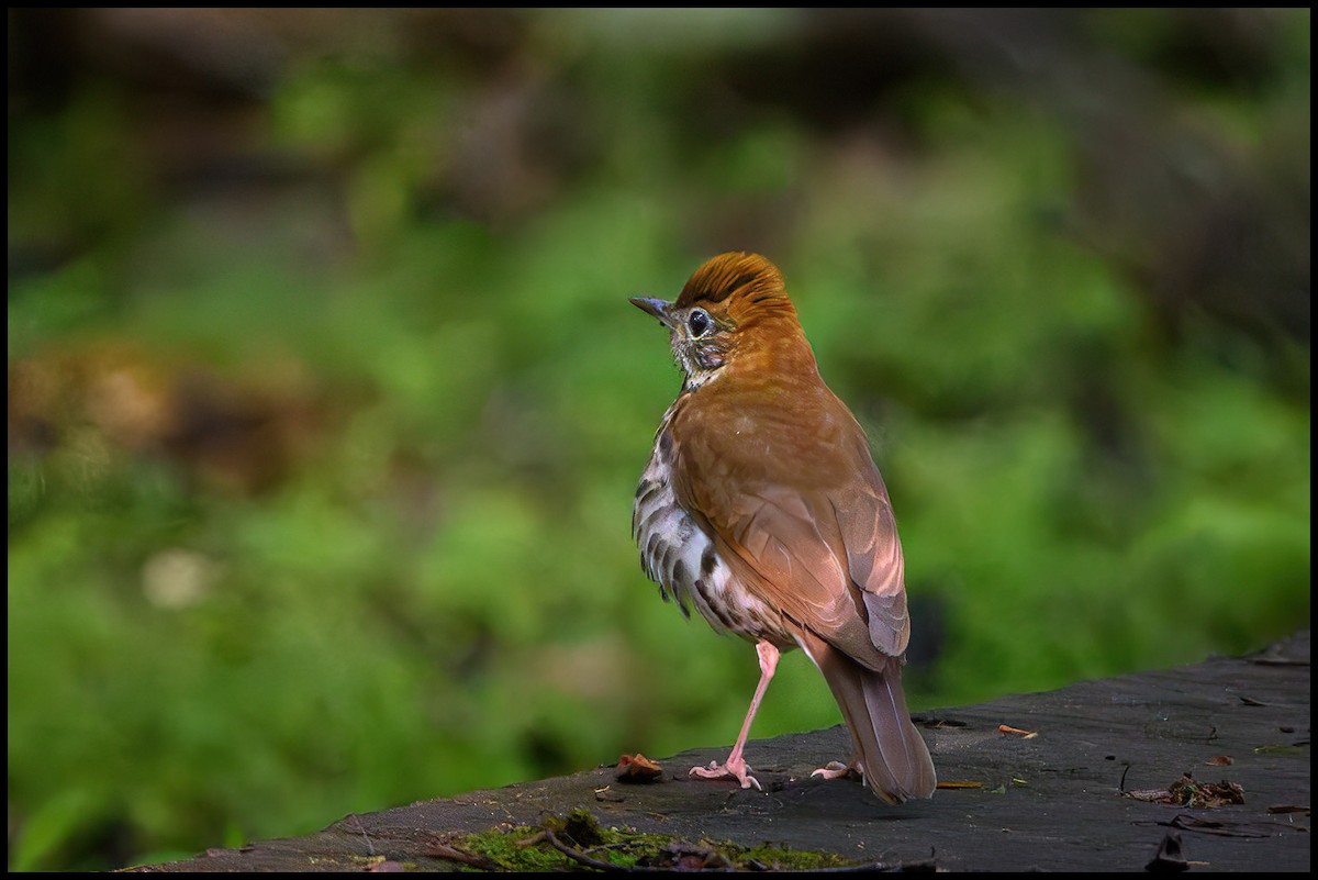 Wood Thrush - Jim Emery