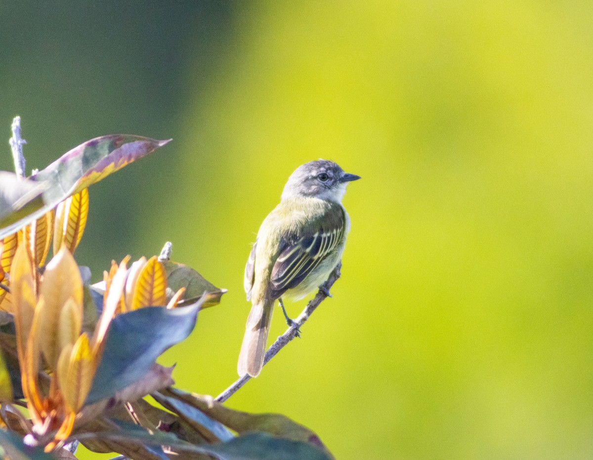 Guianan Tyrannulet - ML629958232