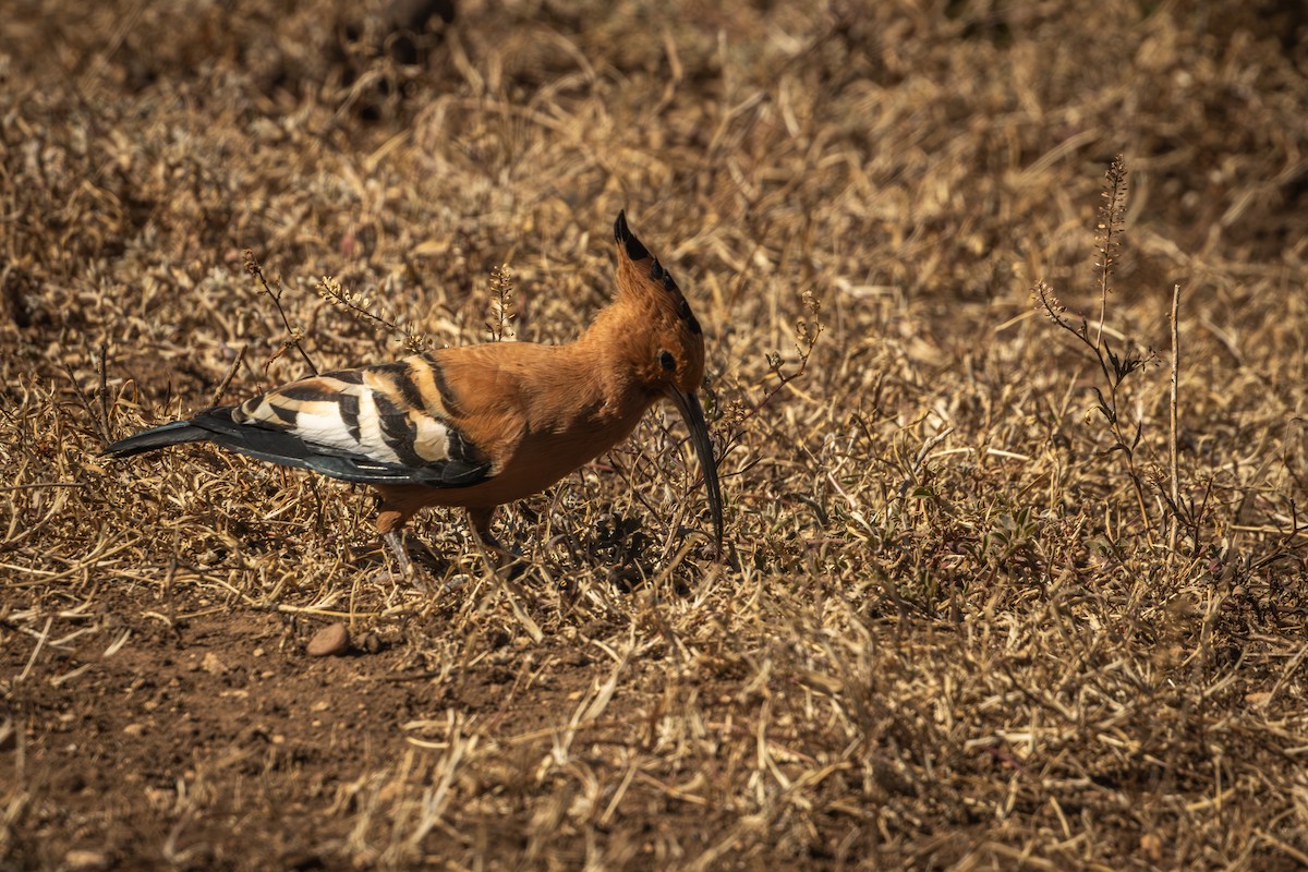 Common Hoopoe (African) - Antonio Rodriguez-Sinovas