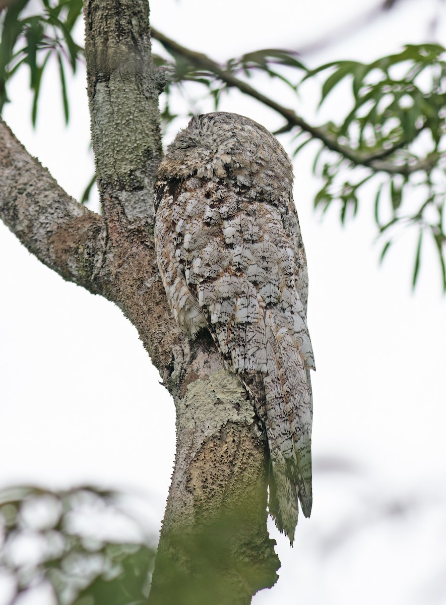 Great Potoo - ML629958248