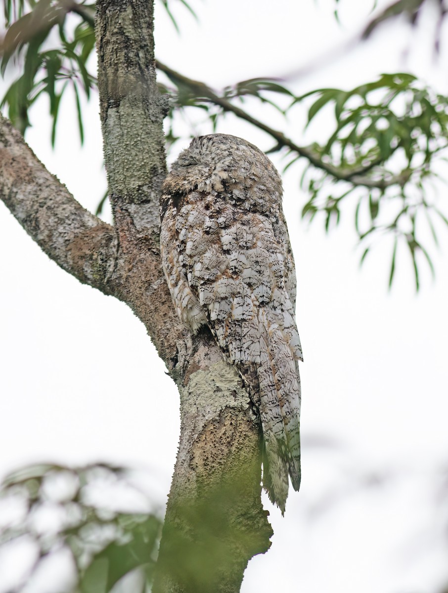 Great Potoo - ML629958249