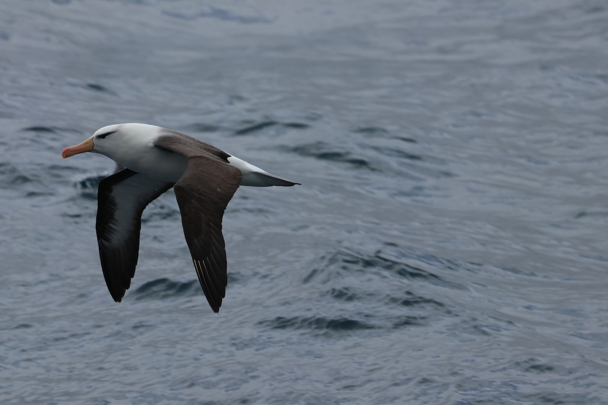 Albatros bekainduna (melanophris) - ML629958559