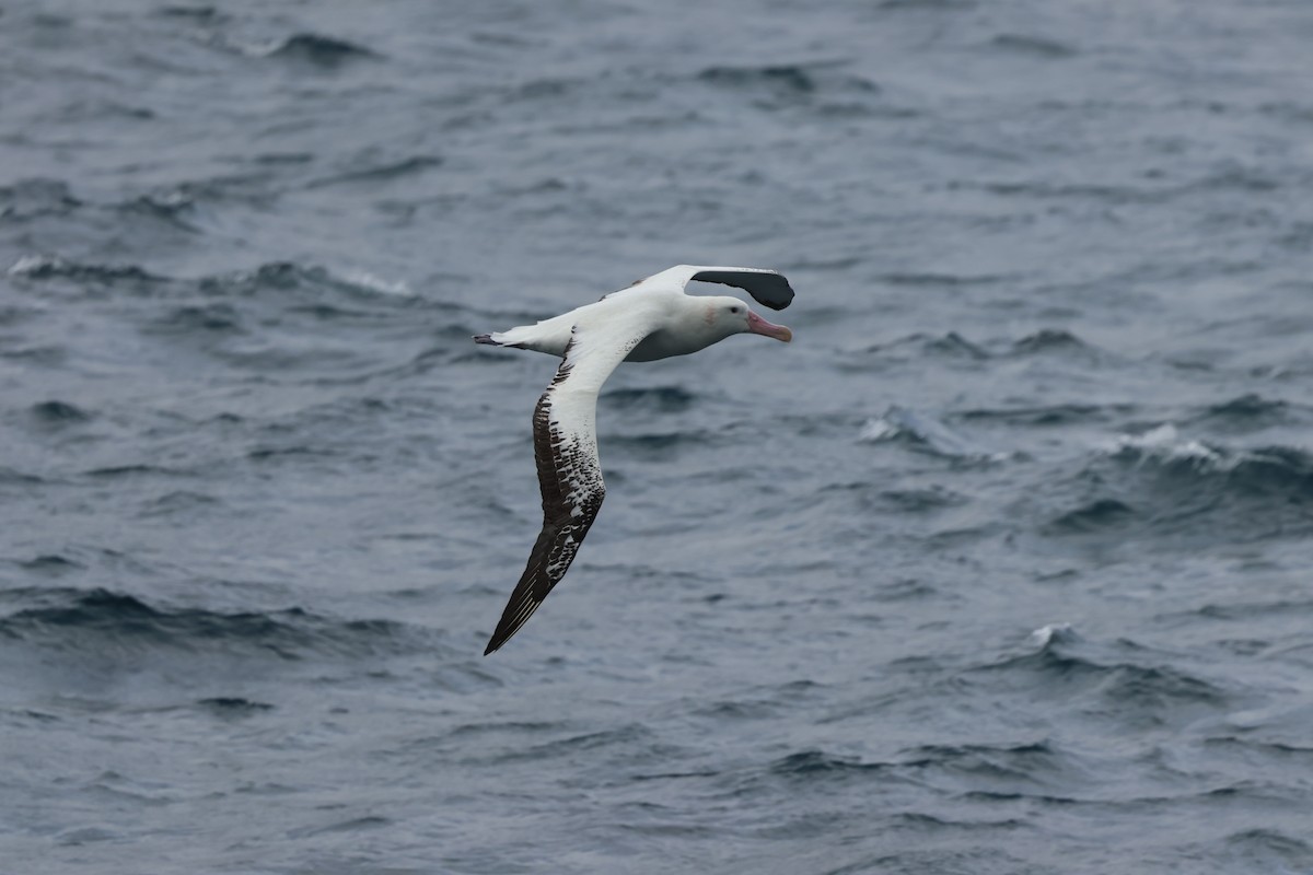 Albatros bidaiaria - ML629958619