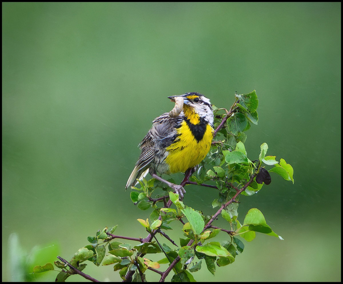 Eastern Meadowlark - Jim Emery