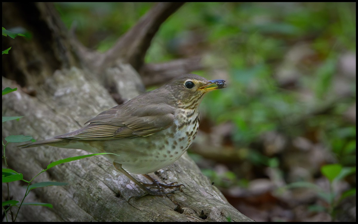 Swainson's Thrush - Jim Emery