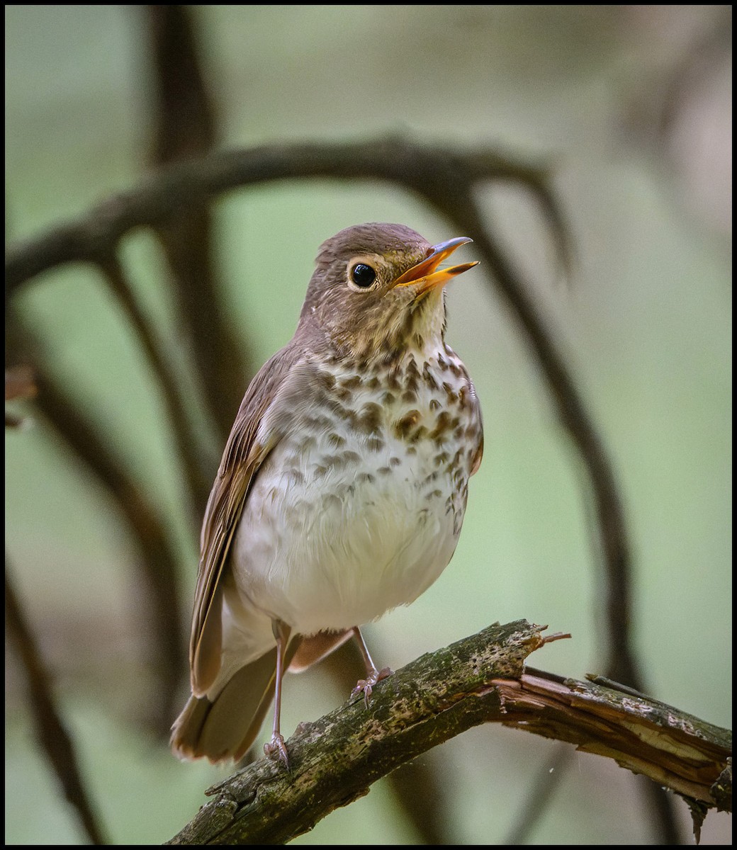 Swainson's Thrush - Jim Emery