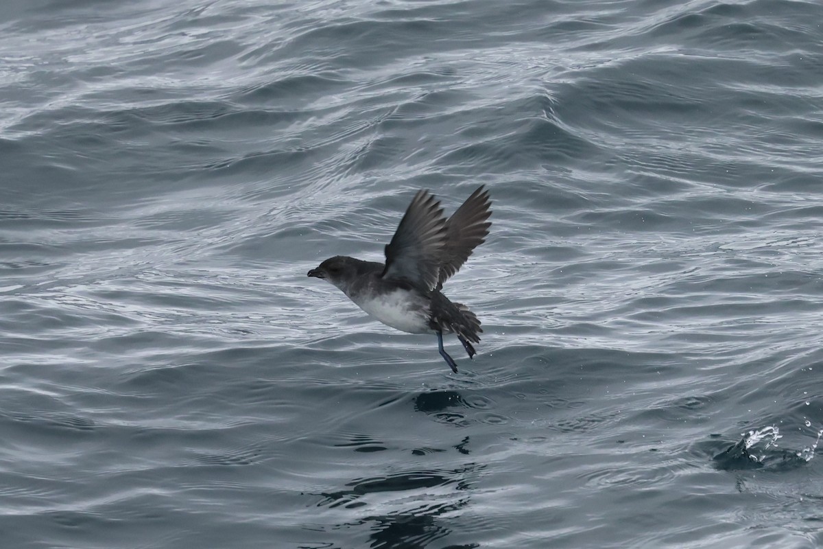Common Diving-Petrel - ML629958755