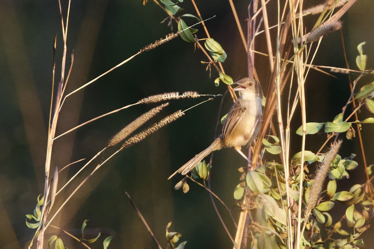 Prinia des montagnes - ML629958760