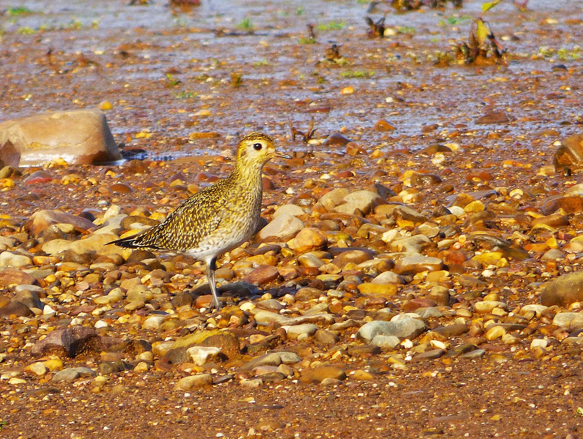 European Golden-Plover - ML629958769
