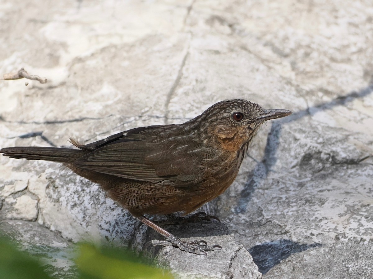 Rufous Limestone Babbler - ML629958966