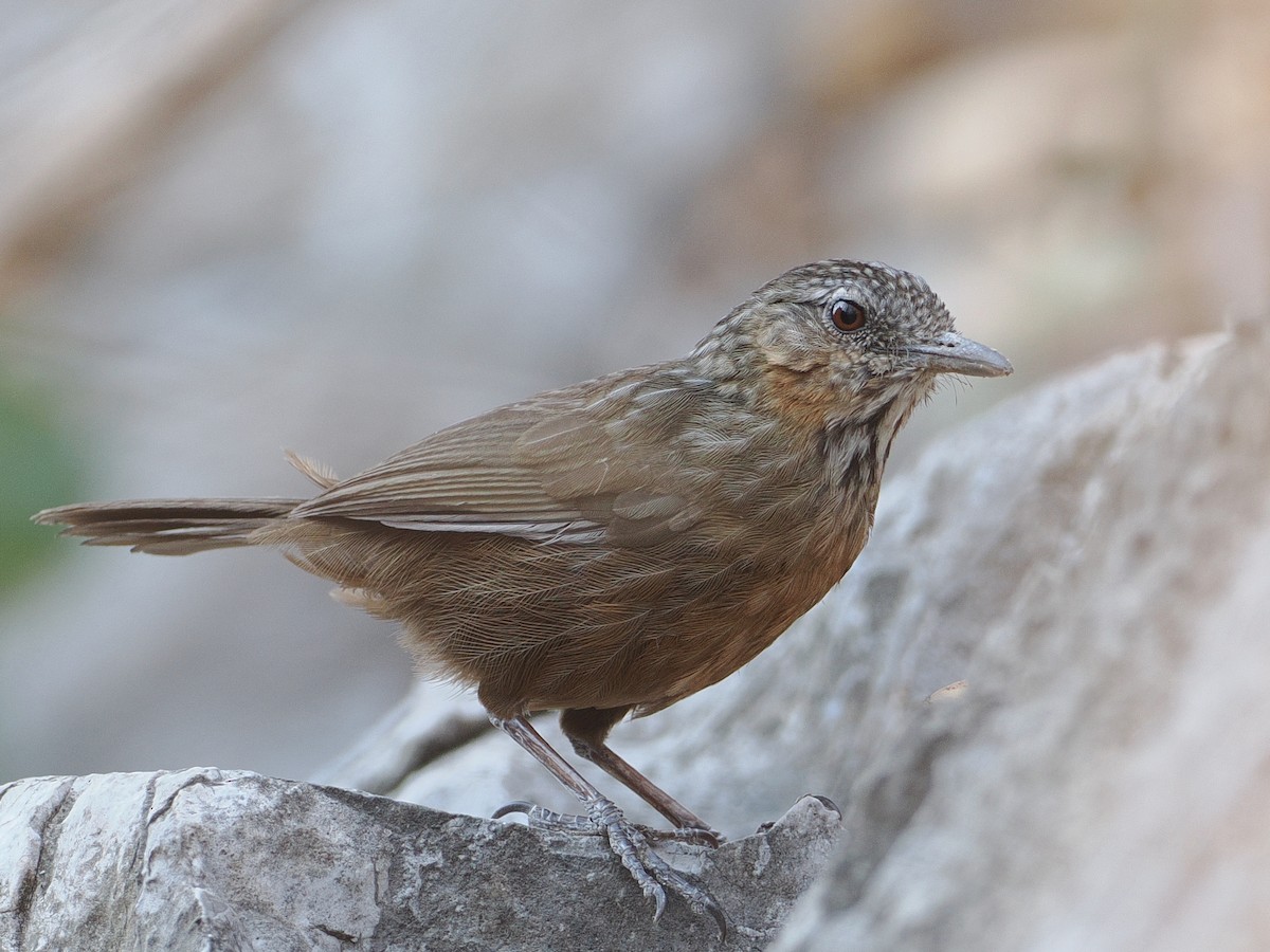 Rufous Limestone Babbler - ML629958967