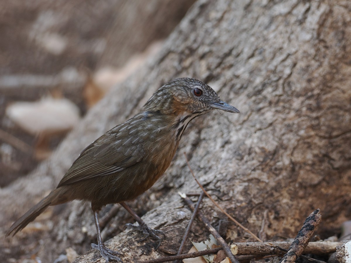 Rufous Limestone Babbler - ML629958968