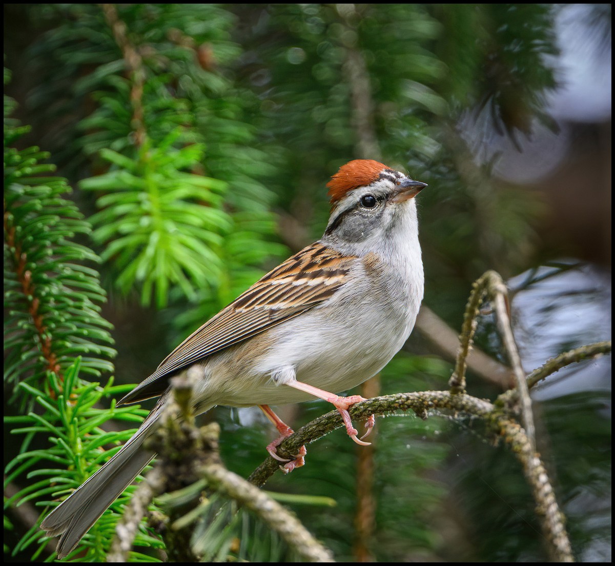 Chipping Sparrow - Jim Emery