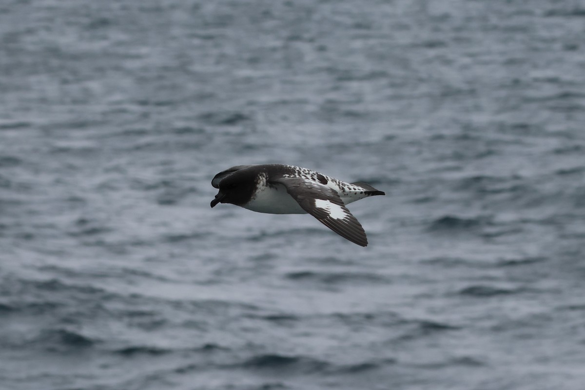 Petrel pintoa - ML629959020