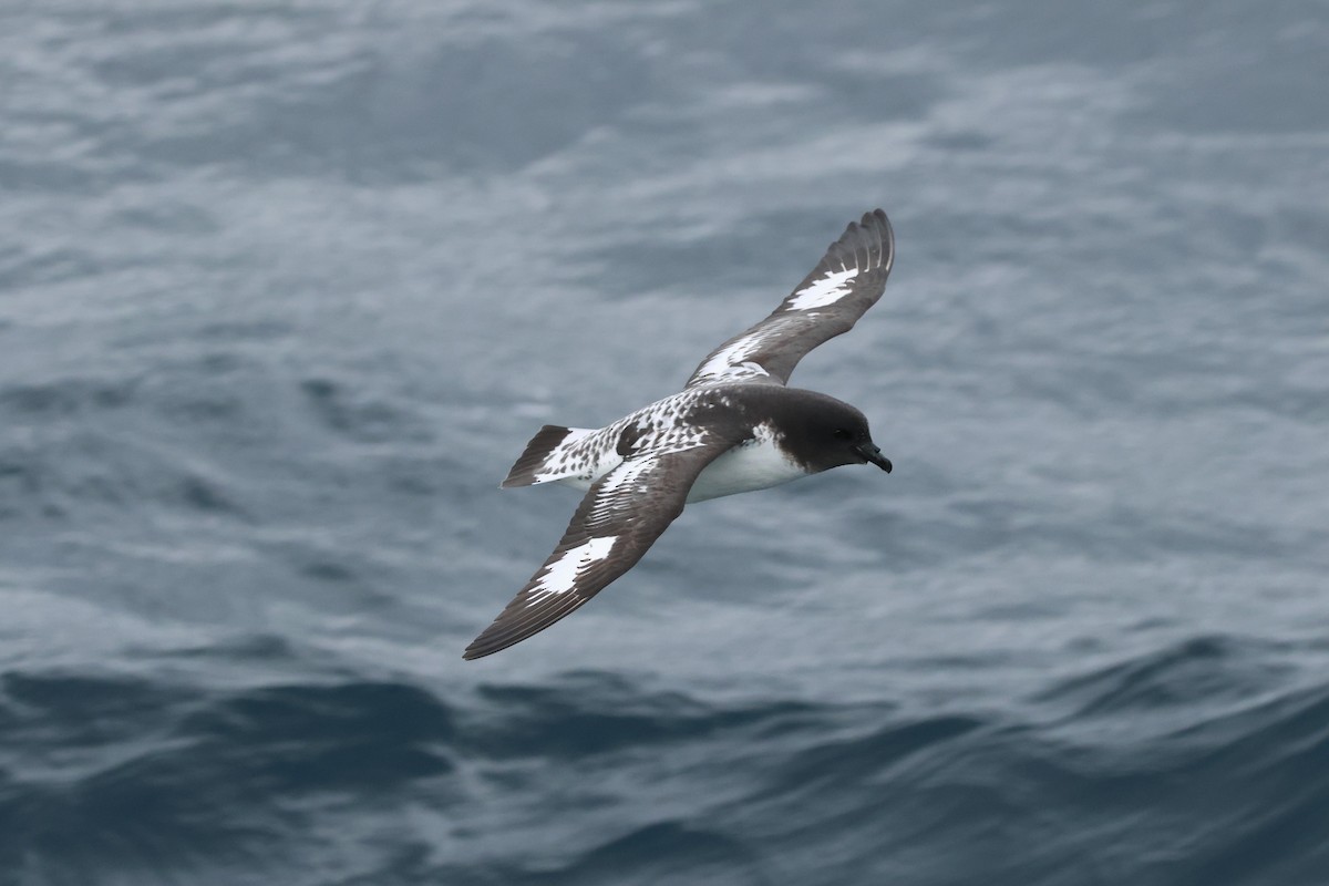 Petrel pintoa - ML629959063