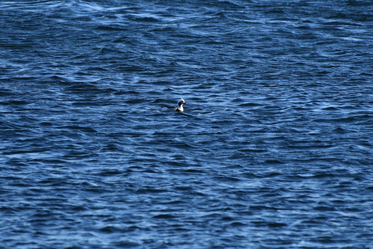 Long-tailed Duck - ML629959226