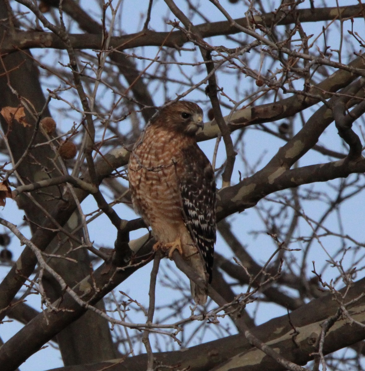 Red-shouldered Hawk - ML629959295
