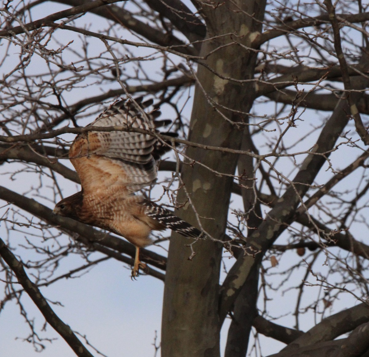 Red-shouldered Hawk - ML629959296
