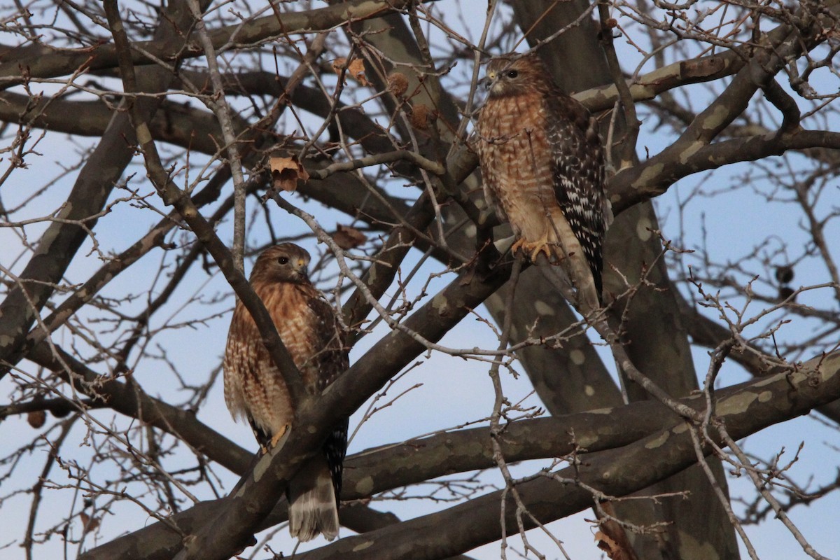 Red-shouldered Hawk - ML629959297