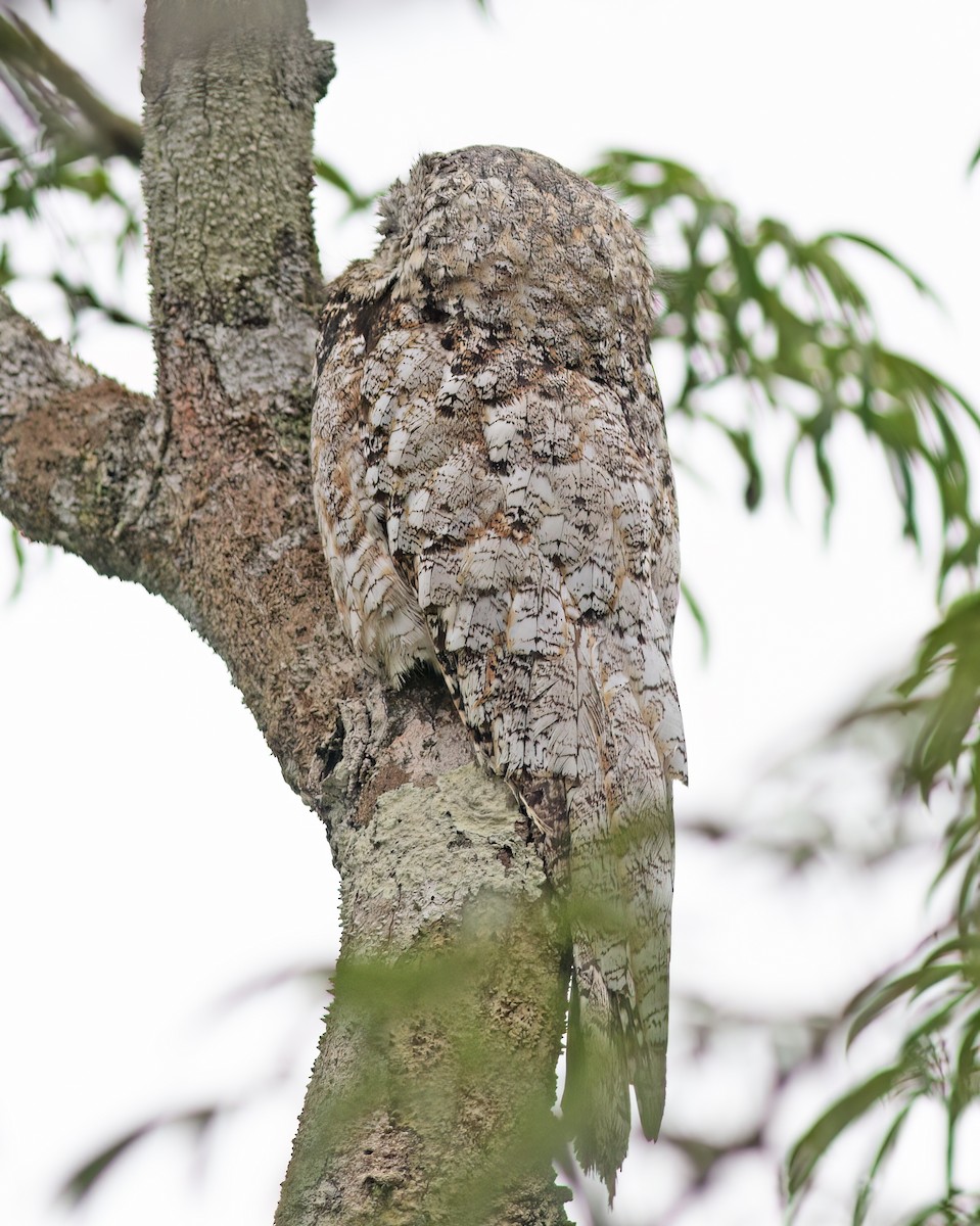 Great Potoo - ML629959312