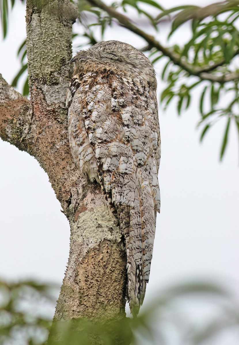 Great Potoo - ML629959313