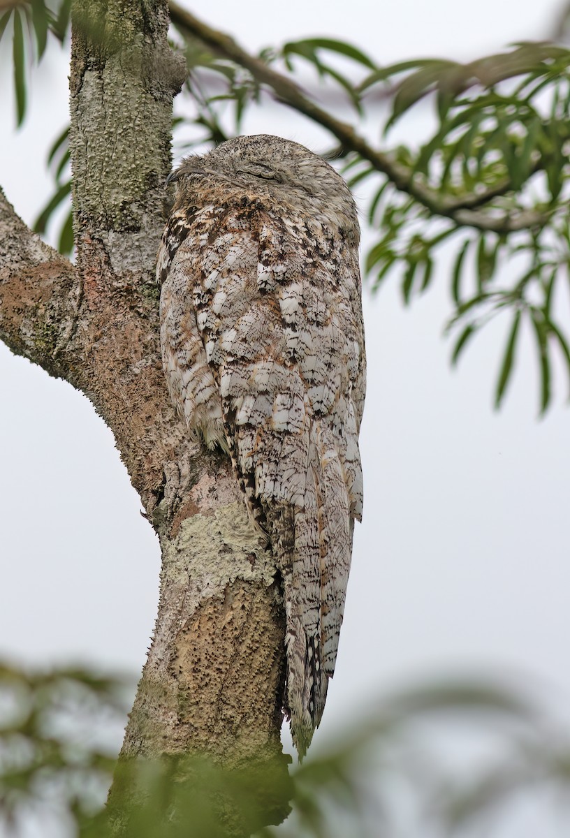 Great Potoo - ML629959314
