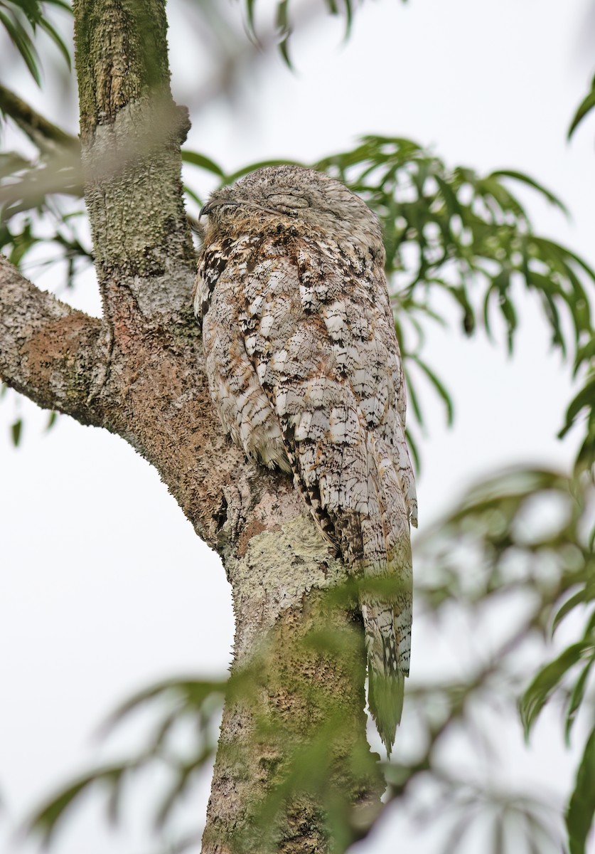 Great Potoo - ML629959315