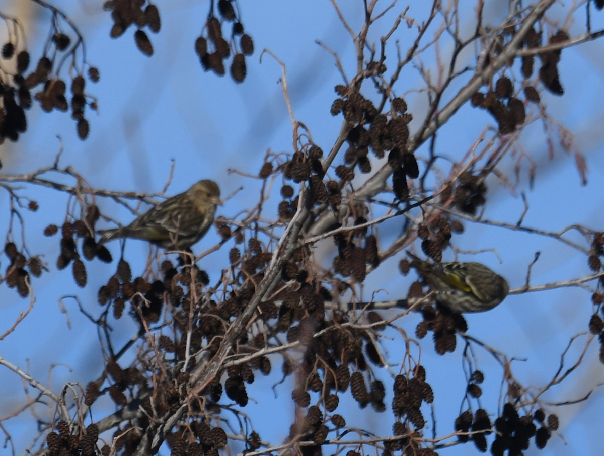 Pine Siskin - ML629959380