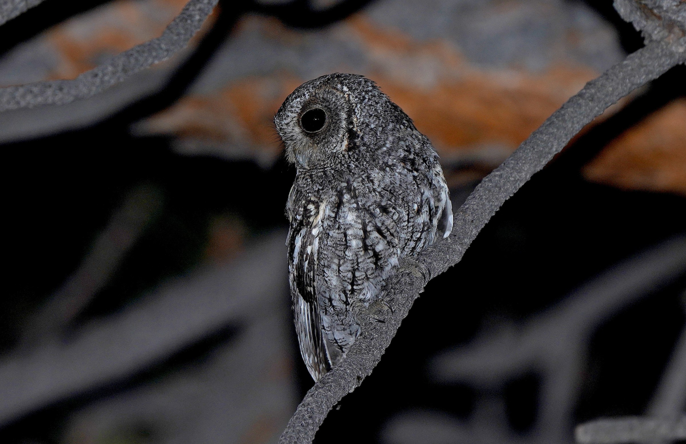 2024 Flammulated Owl Count