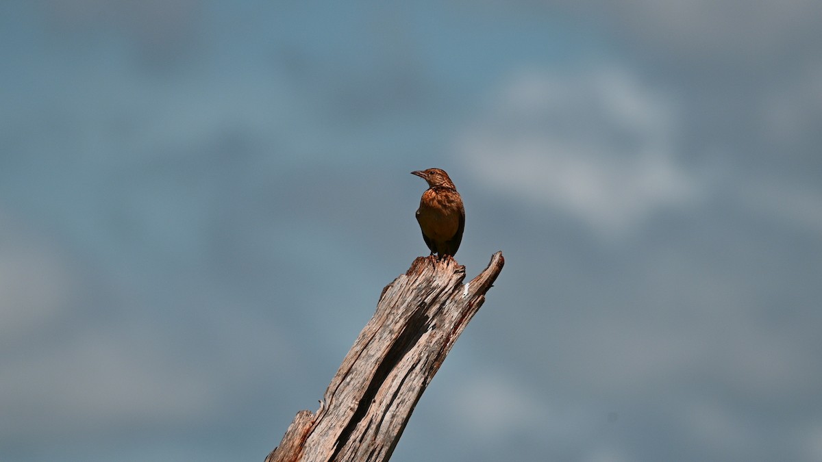 Singing Bushlark (Singing) - ML629959538