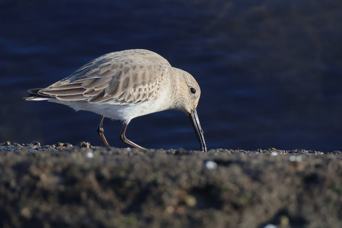 jespák obecný - ML629959802