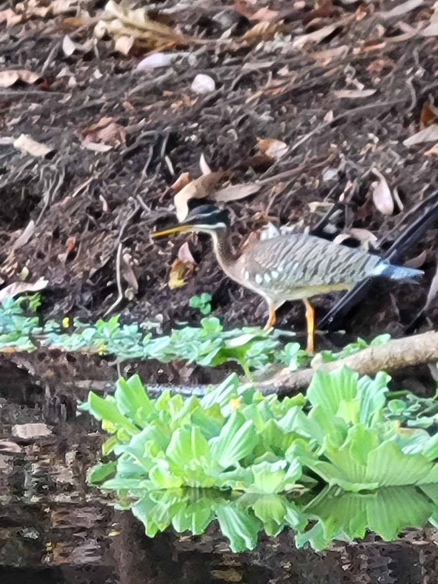 Sunbittern - ML629959812