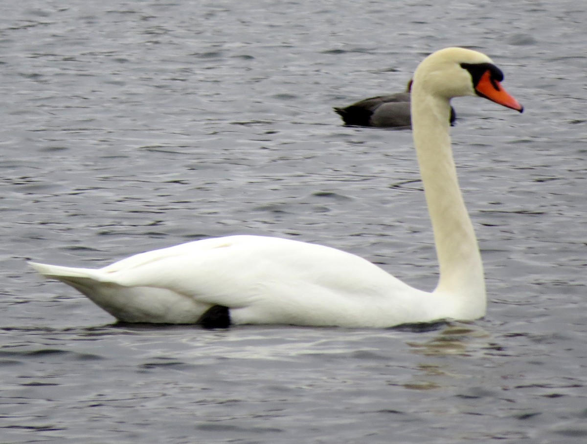 Mute Swan - ML629959865