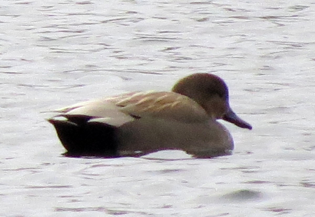Gadwall - ML629959866