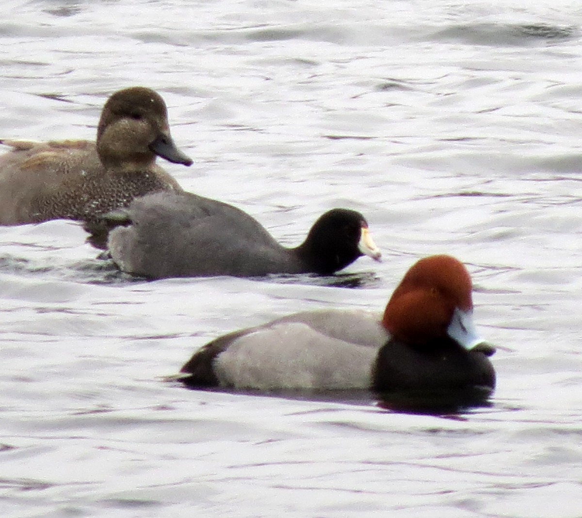 Redhead - ML629959870