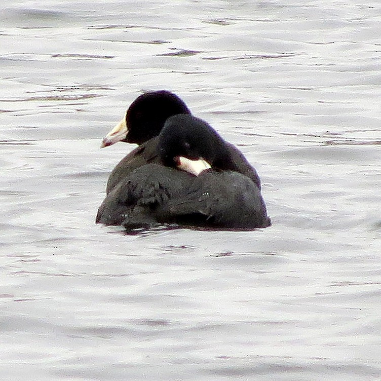 American Coot - ML629959875