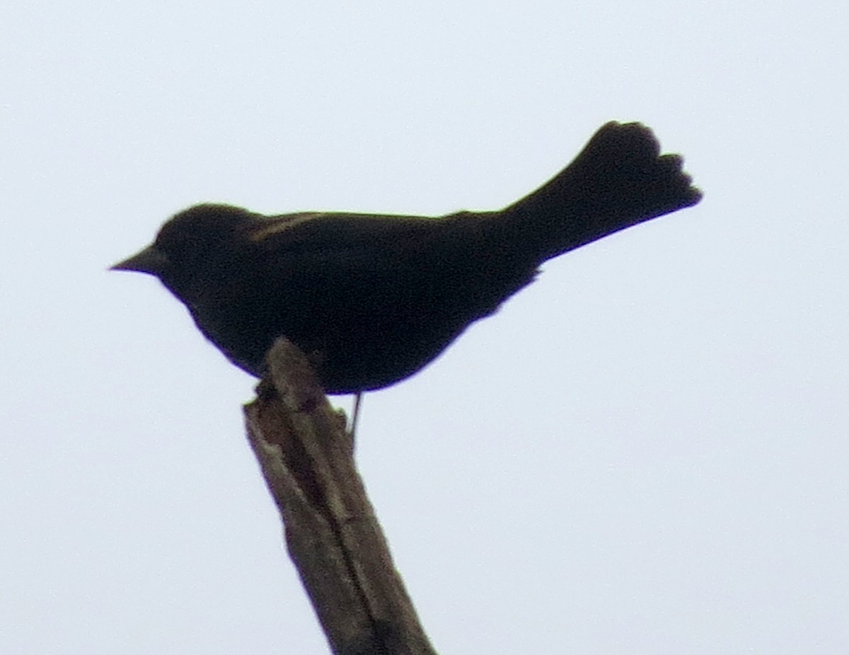 Red-winged Blackbird - ML629959956